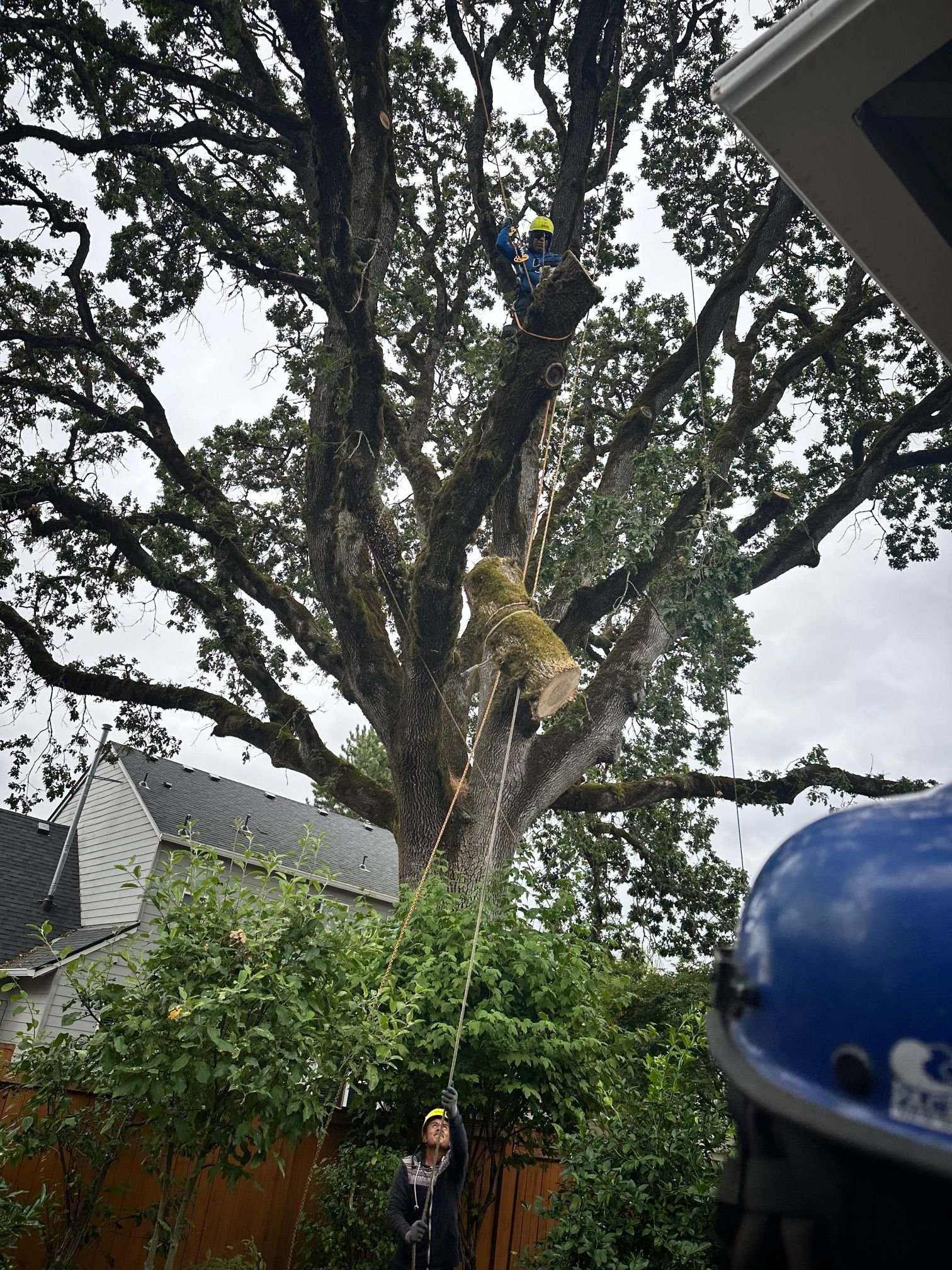Arborist climbing tree during removal