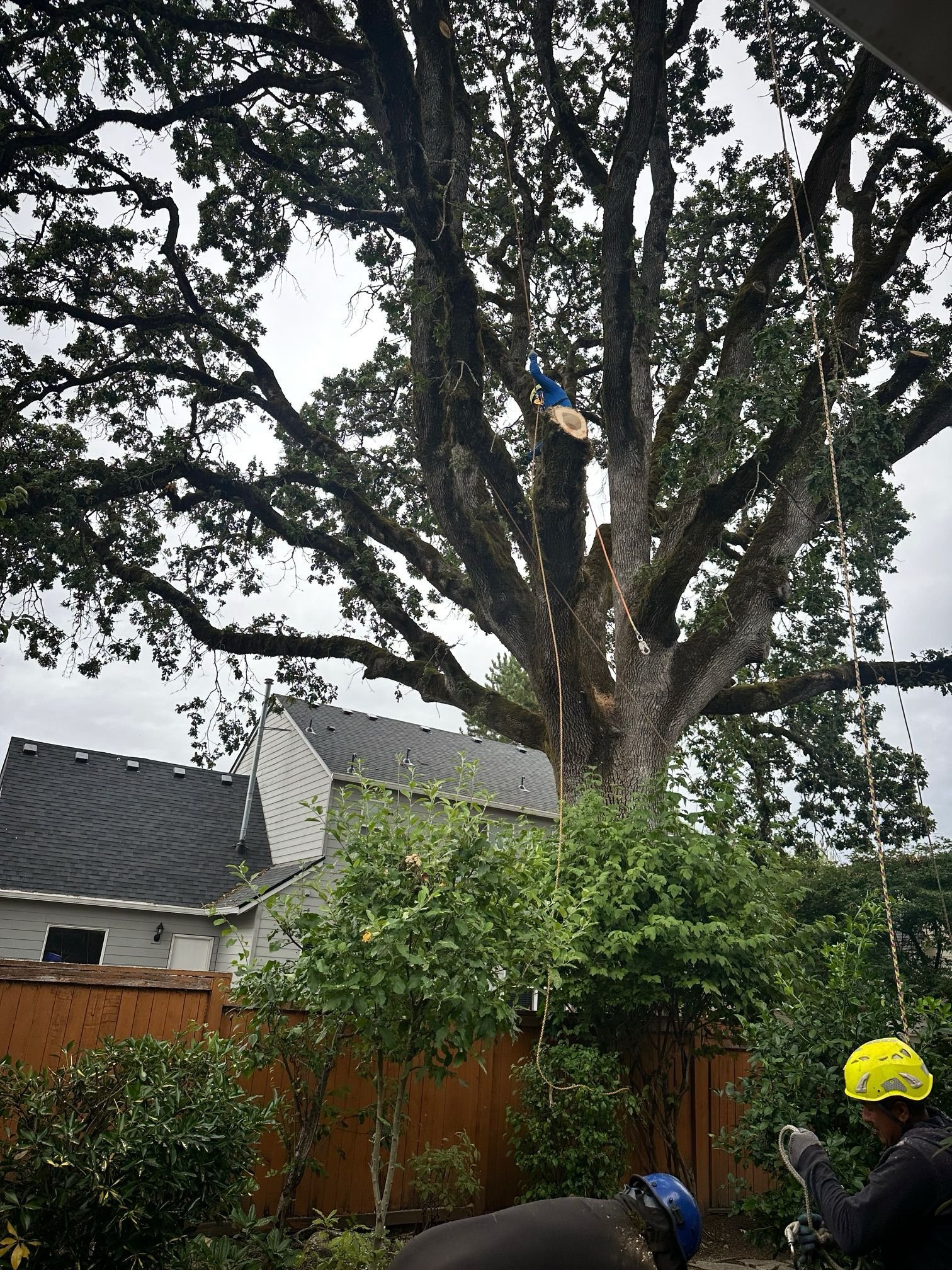 Crew performing technical tree removal