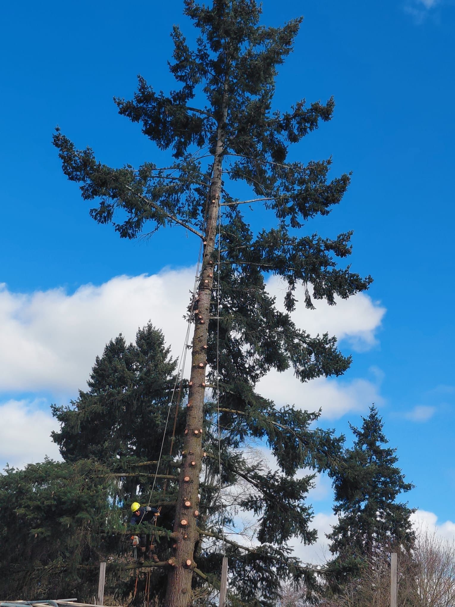 Tree service project 1